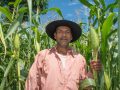 Agricultor sostiene mata de maíz.