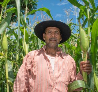 Agricultor sostiene mata de maíz.